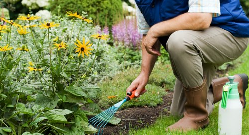 A person kneeling on a well-maintained, lush green lawn in a backyard garden, wearing brown rubber boots and a blue sleeveless shirt. They are tending to flower beds with vibrant yellow flowers and purple blooms, using a small hand rake. The garden features a mix of neatly edged grass, rich soil beds, and a variety of healthy plants, with some areas bordered by stone or wood. In the background, there are taller bushes and trees providing a natural backdrop, with soft sunlight illuminating the scene, suggesting a clear and mild day. The image highlights routine outdoor garden maintenance and landscaping work, typical of professional gardening services in Tottenham, supported by the vibrant plant life and well-organized layout, demonstrating care for the outdoor space and attention to detail.