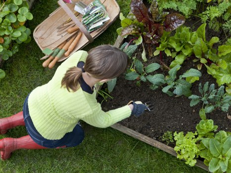 Soil preparation and maintenance in Tottenham garden