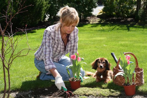 Professional garden maintenance in Tottenham